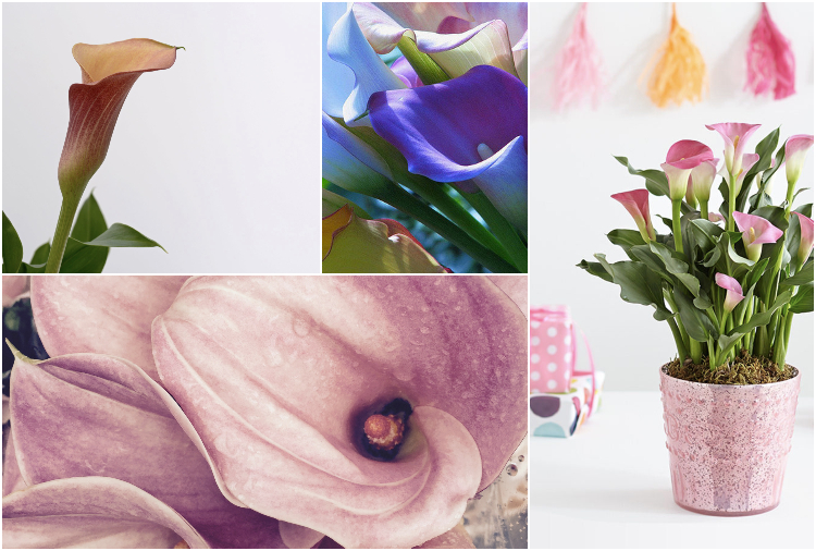 calla dzien sekretarki(1)