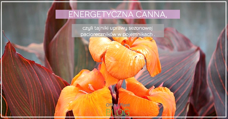 canna1