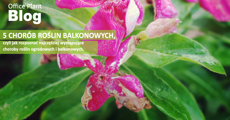 5 chorób roślin balkonowych office plant kraków ogród łobzów diagnostyka fitopatologiczna szara pleśń porady ogrodnicze 
