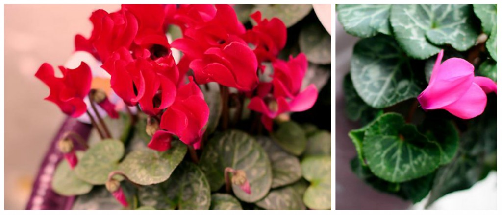 TRUJĄCE ROŚLINY FILTRUJĄCE POWIETRZE NASA OFFICE PLANT