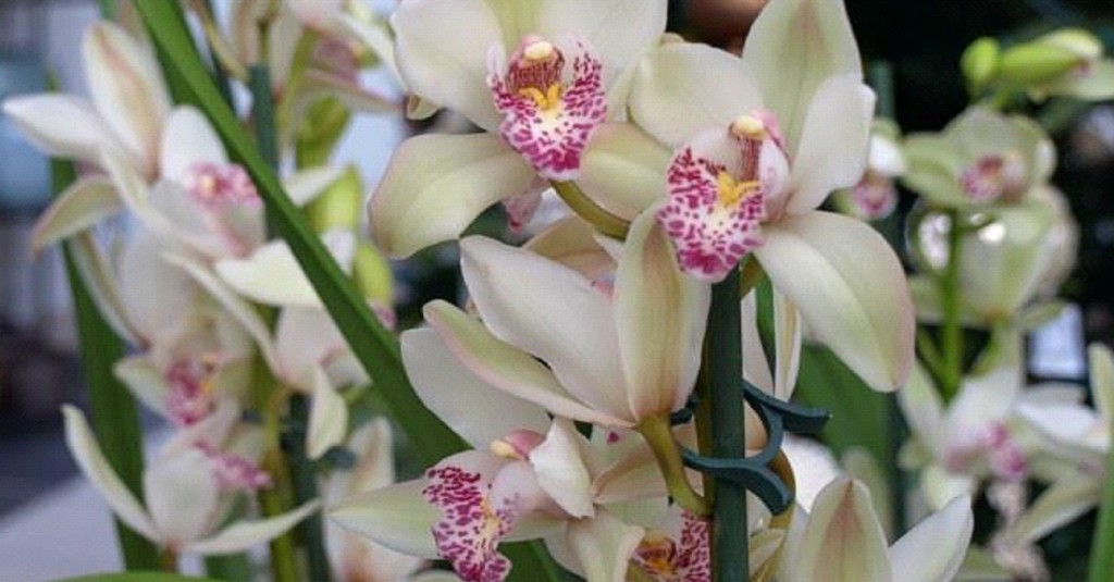 cymbidium