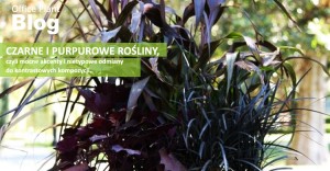 czarne kwiaty i purpurowe liscie