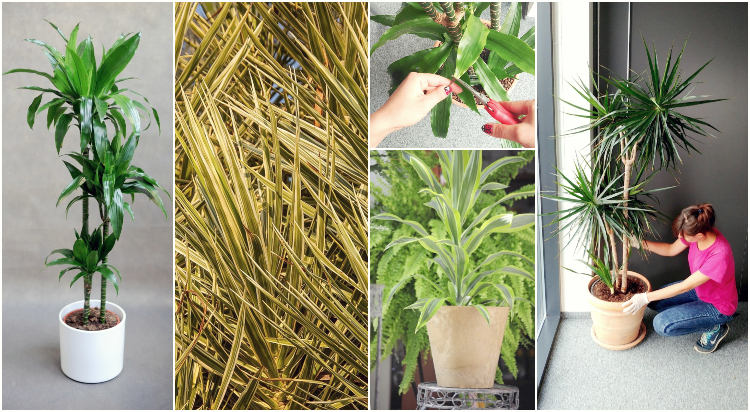 draceny smokowce smokowców 1(1)