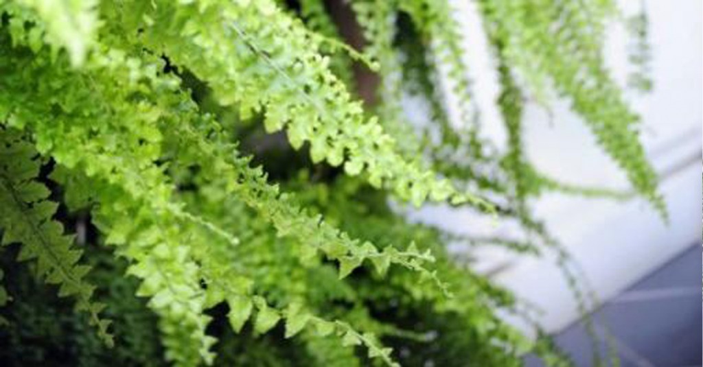 Office Plant Blog_paprocie Kraków 