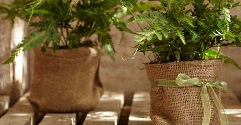 Office Plant Blog_paprocie Kraków Autor: Corinna Frączek