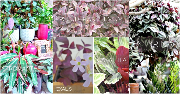 filetowolistnerosliny