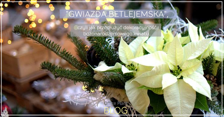 gwiazda betlejemska pielegnacja