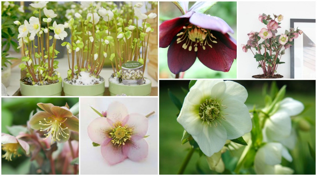 Office Plant Blog_zimowe kwiaty kwitnące zimą Kraków helleborus Autor: Corinna Frączek