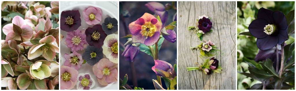 Office Plant Blog_kwiaty zimowe kwitnące zimą ciemierniki Kraków helleborus_gama Autor: Corinna Frączek