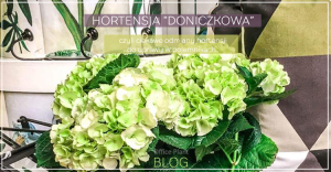 hortensja doniczkowa