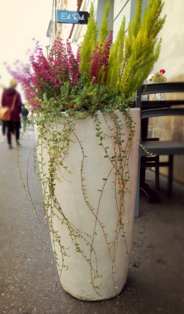 jesienne dekoracje roslinne kraków ogrod lobzow office plant 5