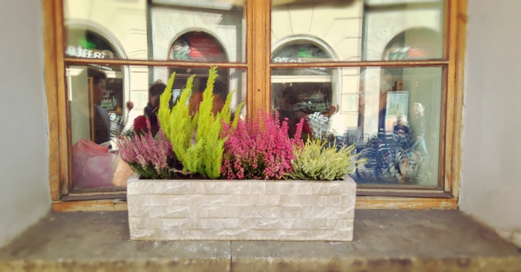 jesienne dekoracje roslinne kraków ogrod lobzow office plant