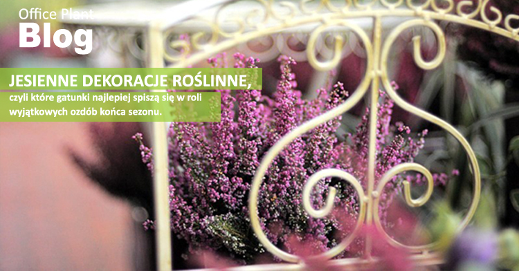 jesienne dekoracje roślinne