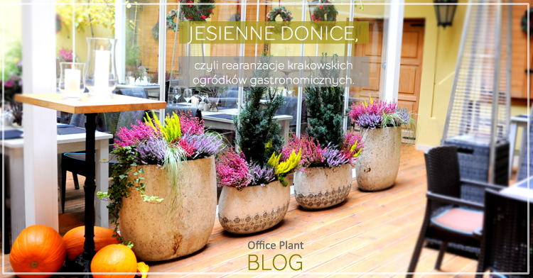 Office Plant Blog_jesienne donice Kraków 