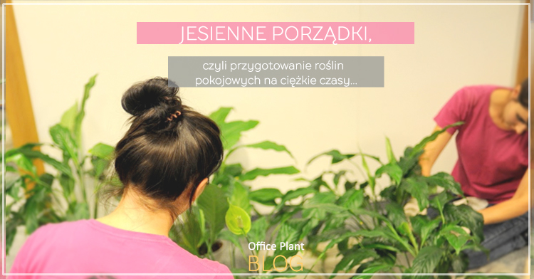 jesienne porzadki