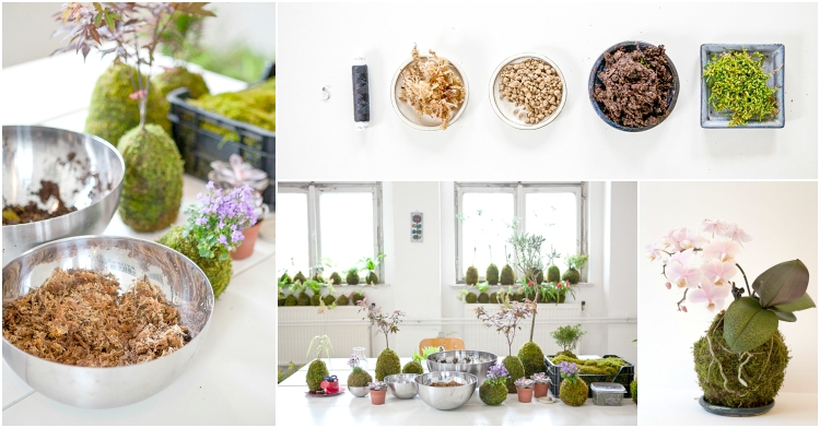 Office Plant_Blog_kokedama kule z mchu Autor: Corinna Frączek