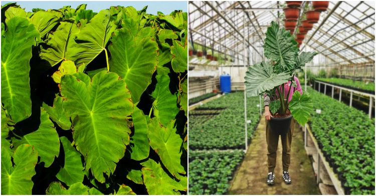 Office Plant_ alokazja kolokazja slonie uszy Kraków 