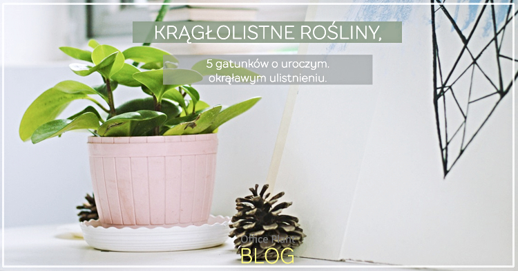 Office Plant Blog_kragłolistne rośliny doniczkowe Kraków rośliny do biur