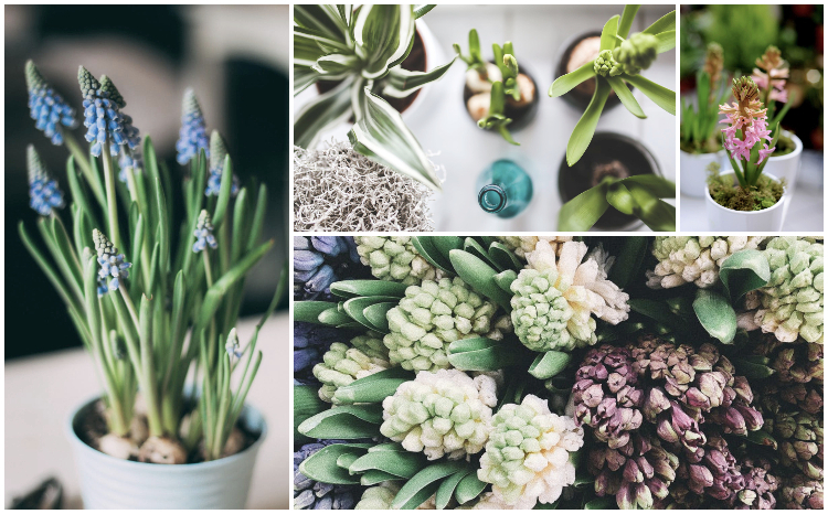 kwitnące cebulki Kraków