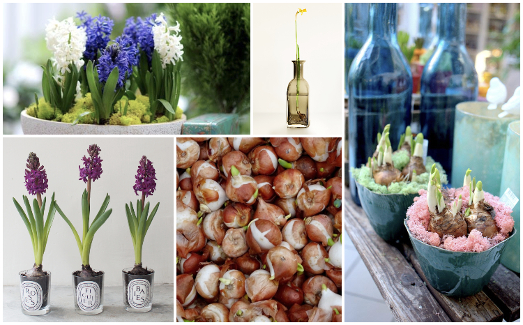 kwitnace cebulki 2(1)