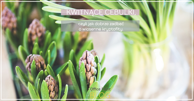 kwitnace cebulki