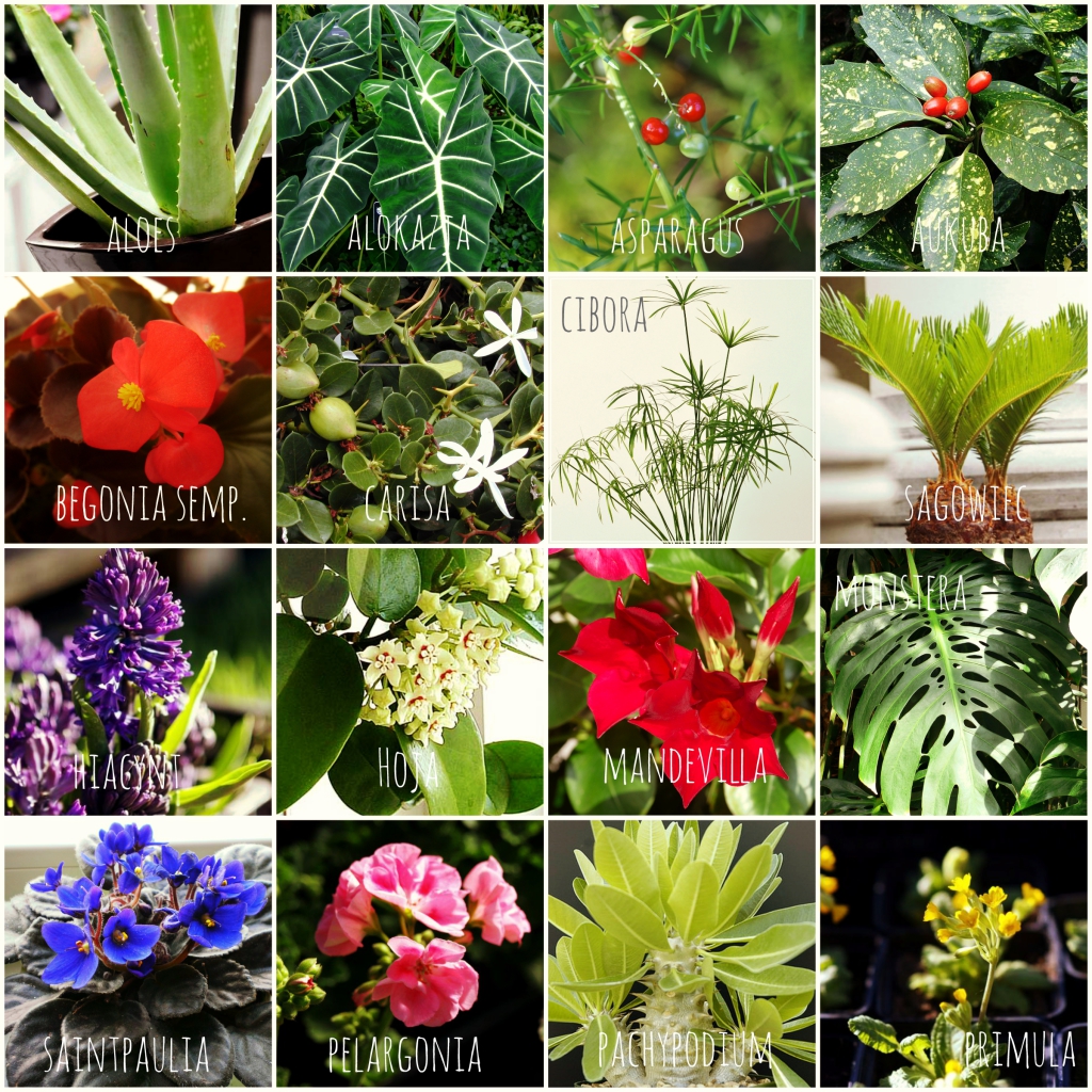 lekko trujace rosliny doniczkowe coll office plant