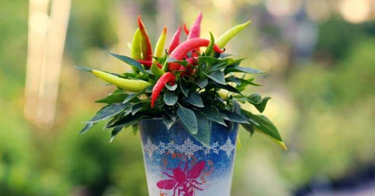 lekko trujace rosliny doniczkowe