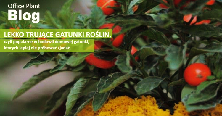 LEKKO TRUJĄCE ROŚLINY POKOJOWE
