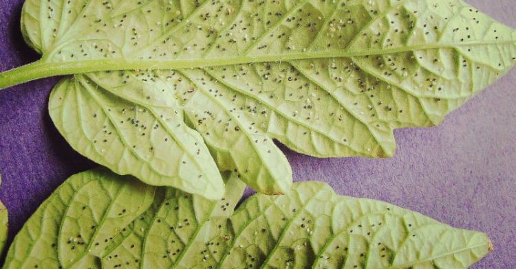 maczlik szklarniowy office plant ogrod lobzow krakow zwalczanie szkodnikow
