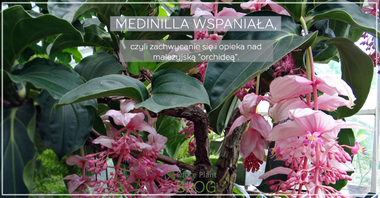 medinilla