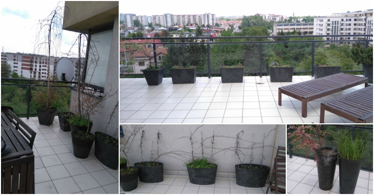 Office Plant Blog_metamorfoza tarasu Kraków miejski ogrodnik aranżacje zieleni