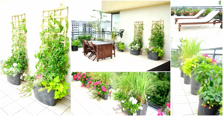 Office Plant Blog_metamorfoza tarasu Kraków miejski ogrodnik aranżacje zieleni