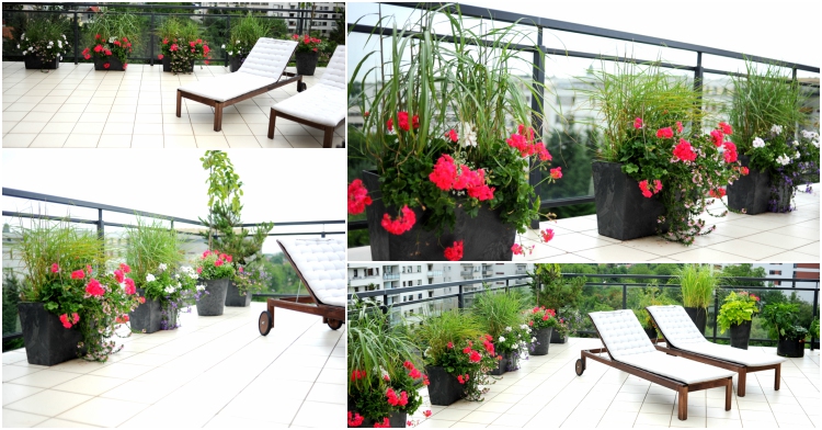 Office Plant Blog_metamorfoza tarasu Kraków miejski ogrodnik aranżacje zieleni