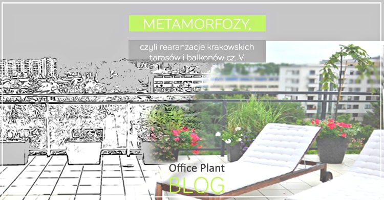 Office Plant Blog_metamorfoza tarasu Kraków miejski ogrodnik aranżacje zieleni