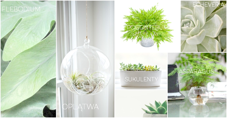 Office Plant_Blog_Rośliny biurkowe na biurko Autor: Corinna Frączek