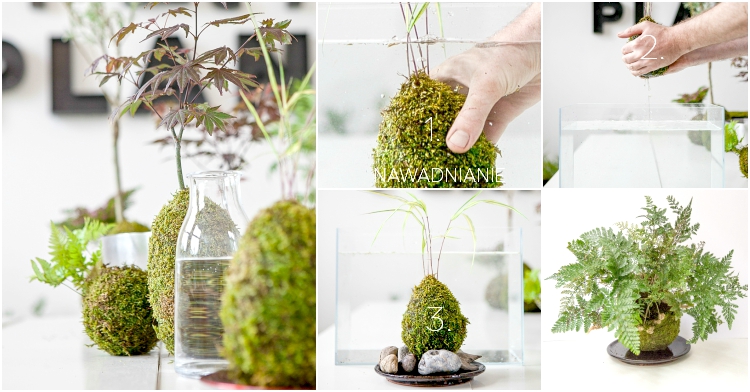 Office Plant_Blog_kokedama kule z mchu Autor: Corinna Frączek