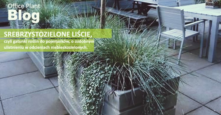 SREBRNOLISTNE ROŚLINY office plant 