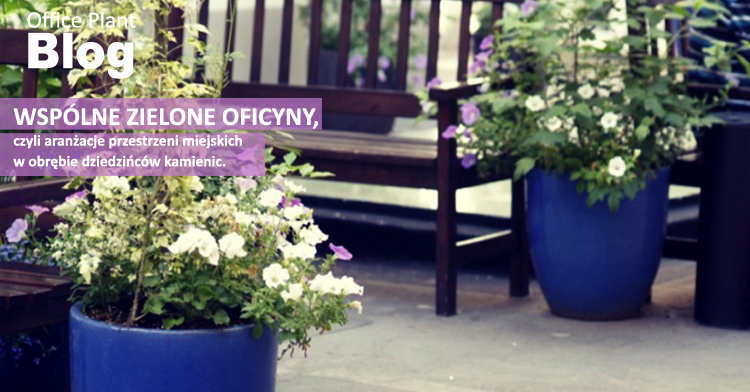 Office Plant Blog_zielone oficyny Kraków