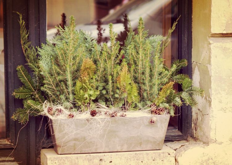 zimozielone parapety ZIELONE PARAPETY ZIMĄ