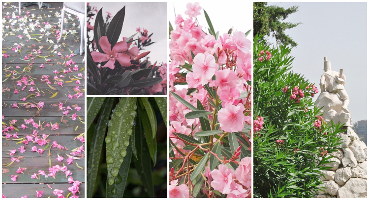 oleander 1(1)