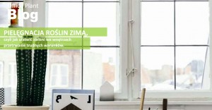pielegnacja_roslin_zima.jpg