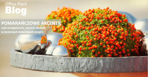 pomarańczowe rosliny copy