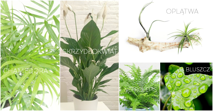 Office Plant Blog_rośliny osuszające powietrze chłonące wilgoć z powietrza Autor: Corinna Frączek