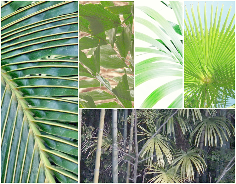 pod palmowym lisciem 1(1)(1)