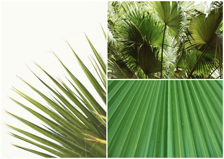 pod palmowym lisciem 1(2)