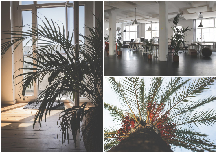 pod palmowym lisciem