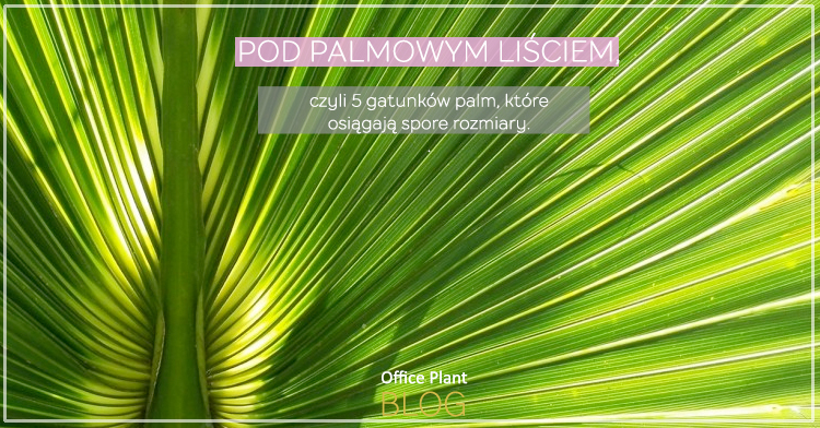 pod palmowym liściem