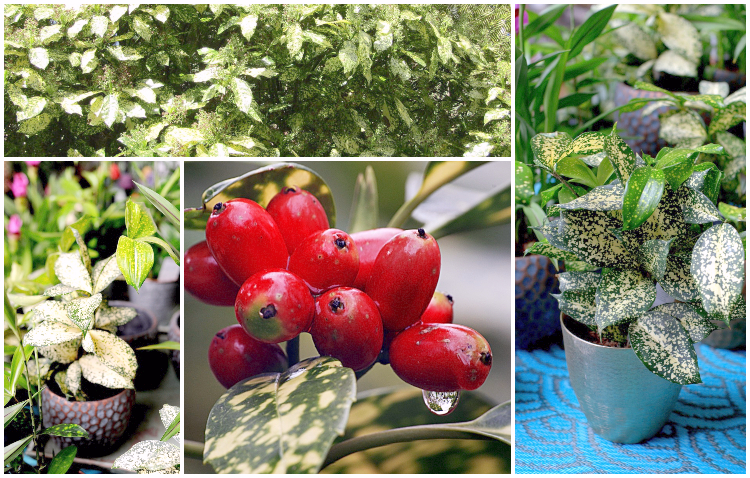 pstrokata aukuba 1(1)