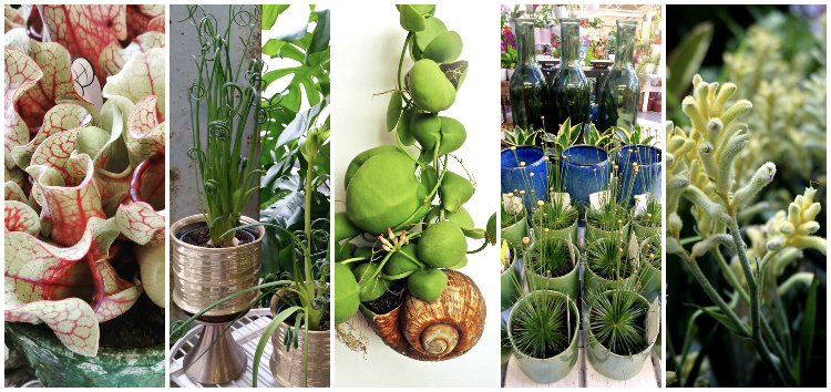 Office Plant Blog_5 doniczkowych dziwadeł roślinne unikaty Kraków