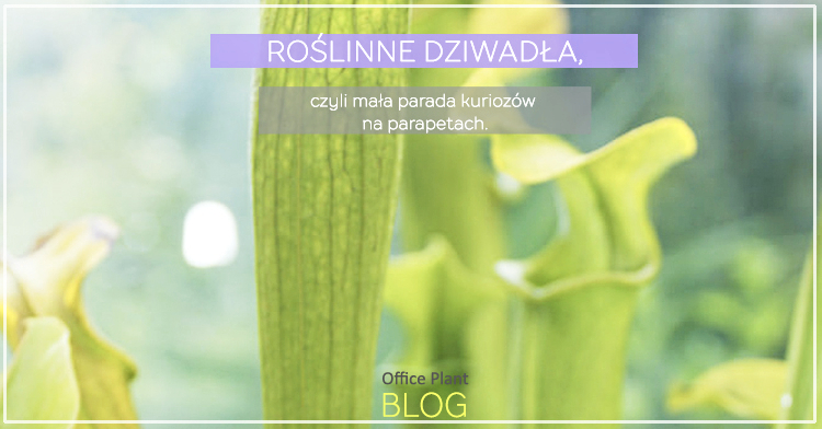 Office Plant Blog_5 doniczkowych dziwadeł